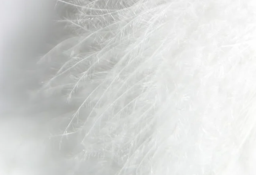 杂毛冒充"鸭绒" ？兴宝羽绒小编告诉您含绒量超50%才叫羽绒服