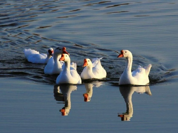 六安市构建羽绒羽毛全产业链体系