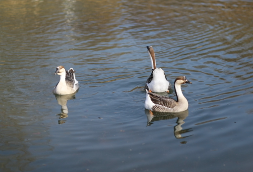 安徽省地方鹅种&mdash;&mdash;雁鹅